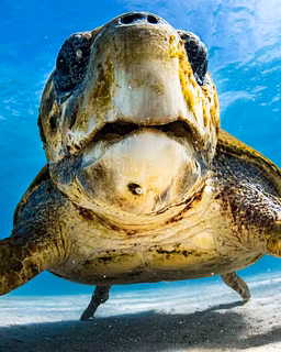 An Ocean impact-driven content